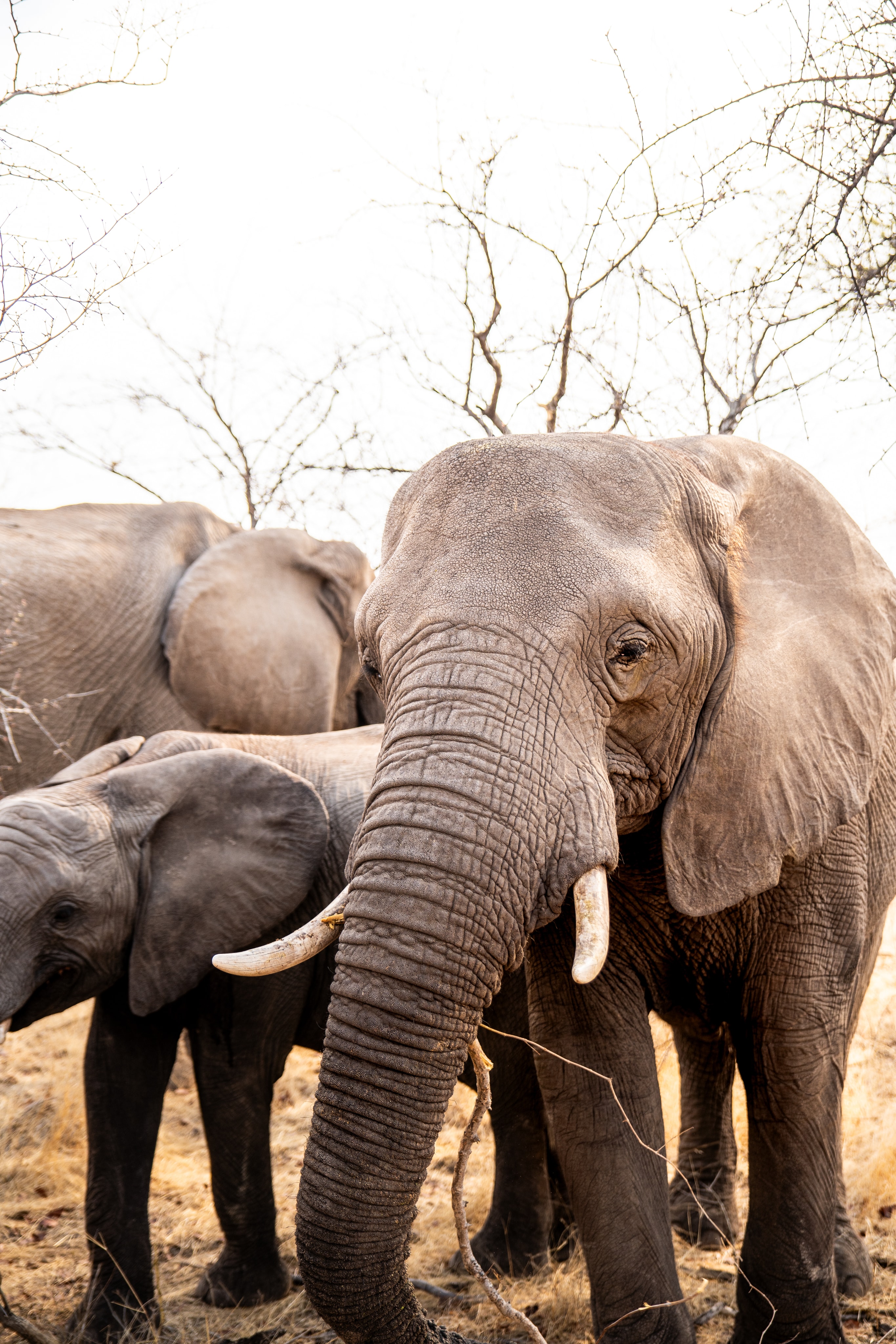Ready to experience the commercial pulse of Botswana's northern capital?
